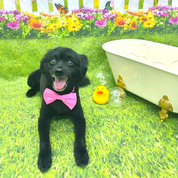 Meet your Posher, Ashley - Picture 1 of 1